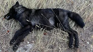 Montana wolf hunt 2022