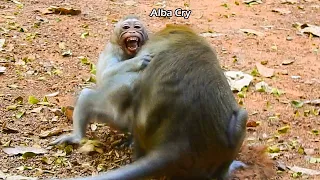 Monkey Anna Steal Hate Alba Anna Attack Alba So Deeply Pain | Who Know Mum Don't Balance Love Baby