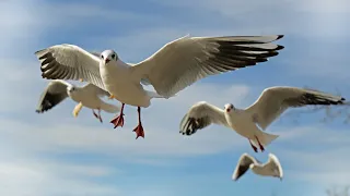 Ring-billed gull | Seagulls | Gulls | Seabirds | Flyingbirds | Species | Feeding | Rajkot