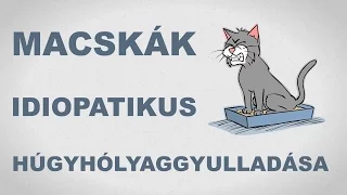 Macskák idiopatikus húgyhólyaggyulladása - csak egyszerűen