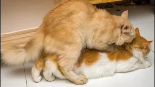 Cat mating love season | Cat mating call sound | Cat in heat sound | cat breeding