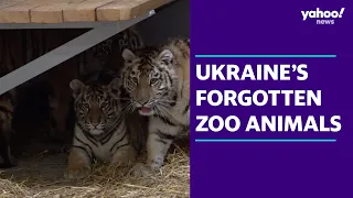 Ukraine's 'forgotten' animals given food and water at Polish border | Yahoo Australia