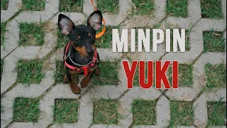 MinPin 13 weeks|Walking & Training|Цверпинчер Юки|Прогулка и дрессировка