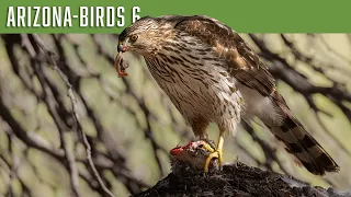 Arizona-Birds #6 Cooper's Hawk eats breakfast.
