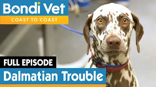 🐶 Dalmatian Dog Rushed To Emergency | FULL EPISODE | E9 | Bondi Vet