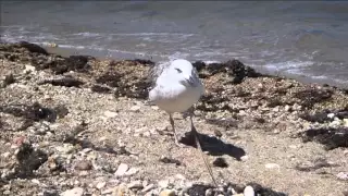 Как чайки воруют еду.