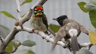 Red-vented Bulbul’s display to Curious Coppersmith Barbet.