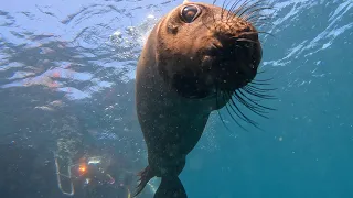 Galapagos Diving Highlights