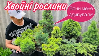 ХВОЙНІ РОСЛИНИ які ЗДИВУВАЛИ НАВЕСНІ.Ялина Вальдбрун(Waldbrunn).Хвойні рослини для кам'янистої гірки