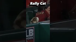 Rally Cat