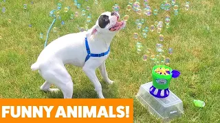 Funniest Pets & Animals of the Week   Funny Pet Videos 6