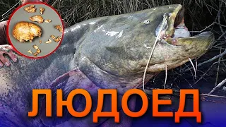 СОМ ЕЛ ЛЮДЕЙ ВО ВРЕМЯ ВОЙНЫ! Гигантский сом людоед. У СОМА В ЖУЛУДКЕ. Сом подводная съёмка. Сом 2023