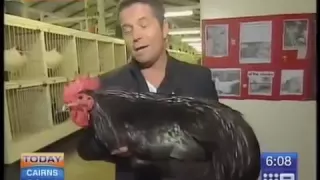 Big Black Chicken Scares Australian Reporter