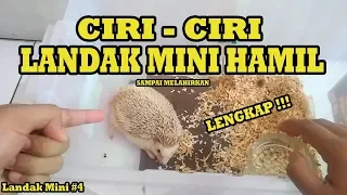 CIRI-CIRI LANDAK MINI SEDANG HAMIL SAMPAI MELAHIRKAN!! - Landak Mini #4