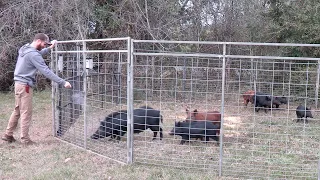 Are Wild Hogs Out of Control In Florida?