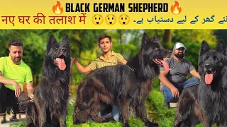 Biggest Black German Shepherd Visit with @Punjabpets