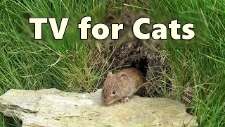 Cat TV Mouse Hole ~ Mice for Cats to Watch - 8 HOURS 🐭 Videos for Cats to Watch Mice