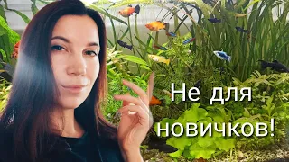 Почему рыбка меченосец не для новичков? Рассказываю три причины!