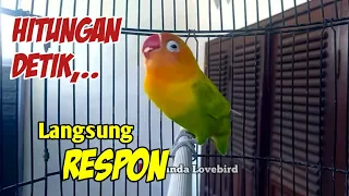 Dalam Hitungan DETIK LANGSUNG RESPON, Lovebird GACOR NGEKEK PANJANG Paling DIGEMARI BIKIN BUNYI