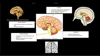 Gr 12 Life Sciences Responding to the Environment Part 1 Nervous System