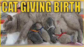 ✔️ How Cat Gives Birth to Kittens 💖 British Shorthair Lilac Cat Giving Birth to 4 Different Kittens