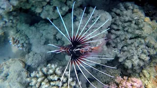 Saint-Saens Aquarium   Сен Санс  Аквариум