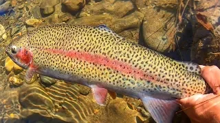 Fishing for Rainbow Trout around Gatlinburg, Tennessee!! (WATCH UNTIL END FOR SPOTS)