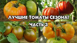 ЛУЧШИЕ СОРТА ТОМАТОВ СЕЗОНА!!! ЧАСТЬ 3