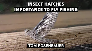 Insect Hatches & Importance to Fly Fishing | Tom Rosenbauer