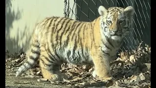 Tiger Cubs - Part 1 of 2  #tigercubs  #老虎