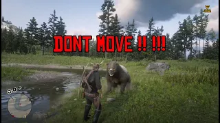 Stand Your Ground when Facing a Bear RDR2 Gameplay