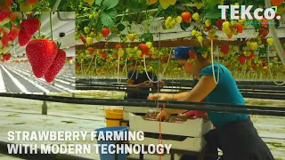 Strawberries Harvesting with Modern Agriculture #Technology - Hydroponic Strawberries Farming