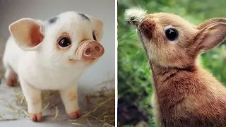 Cute baby animals Videos Compilation cutest moment of the animals - Soo Cute! #52