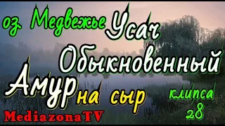 #рр4 оз.Медвежье Усач обыкновенный + Амур  22.04