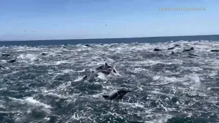 "Super pod" of dolphins spotted racing along Dana Point coast | ABC7