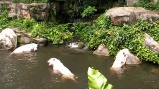 White Tigers Eating