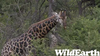 WildEarth - Sunset Safari -10 April 2023