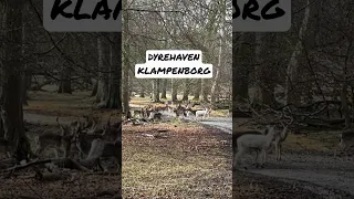 #dyrehaven #klampenborg #jægersborg #dådyr #deer #kronhjort #copenhagen