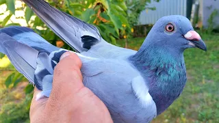 Почтовый голубь прилетел с дистанции через 20 дней/Homing pigeon arrived in 20 days