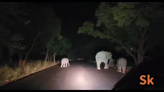 Dhimbam to Thalavdi Road  Elephant 🐘 site