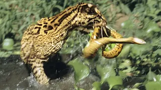 Ocelot is a skilled Hunter of SNAKES and Lizards! A real invisible cat!