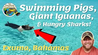 SWIMMING PIGS, GIANT IGUANAS, & HUNGRY SHARKS | Explore pig island and iguana island, Exuma Bahamas!