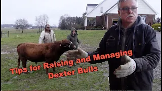How To Raise, Manage, and Halter Break Bulls: With Mark Chaney