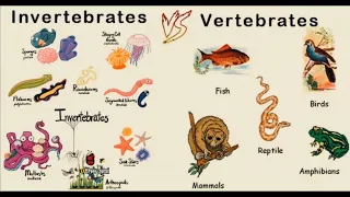 Vertebrates & Invertebrates