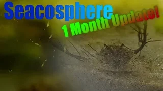 Huge Natural Saltwater Ecosphere - 1 month update | Full of life!