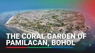 The Coral Garden of Pamilacan, Bohol | ABS-CBN News