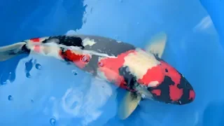 Modern Koi Blog #3648 -  Makoto bewertet seine in Deutschland großgewordenen Koi Showa, 72cm