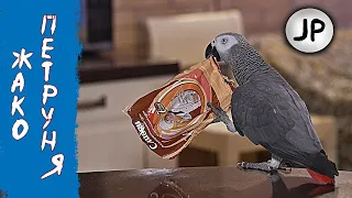 ✅  ПОХОЖДЕНИЯ БЛУДНОГО ПОПУГАЯ 🤣🐦 ЖАКО ПЕТРУНЯ