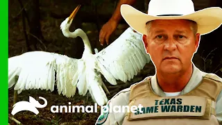 Game Warden Saves Egret From Dogs | Lone Star Law