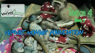 Baby orphan monkey Dirkules settles in, we collect another orphan baby Ducat, pet monkey handed over